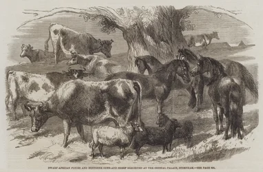 Zwergafrikanische Ponys und Bretonische Kühe und Schafe, ausgestellt im Crystal Palace, Sydenham